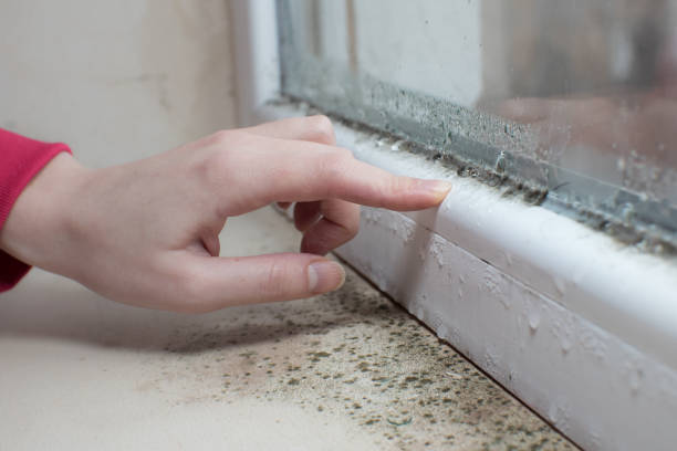 Best Residential Mold Inspection & Testing  in Cottonwood, MN